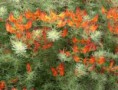 LOTUS MACULATUS
